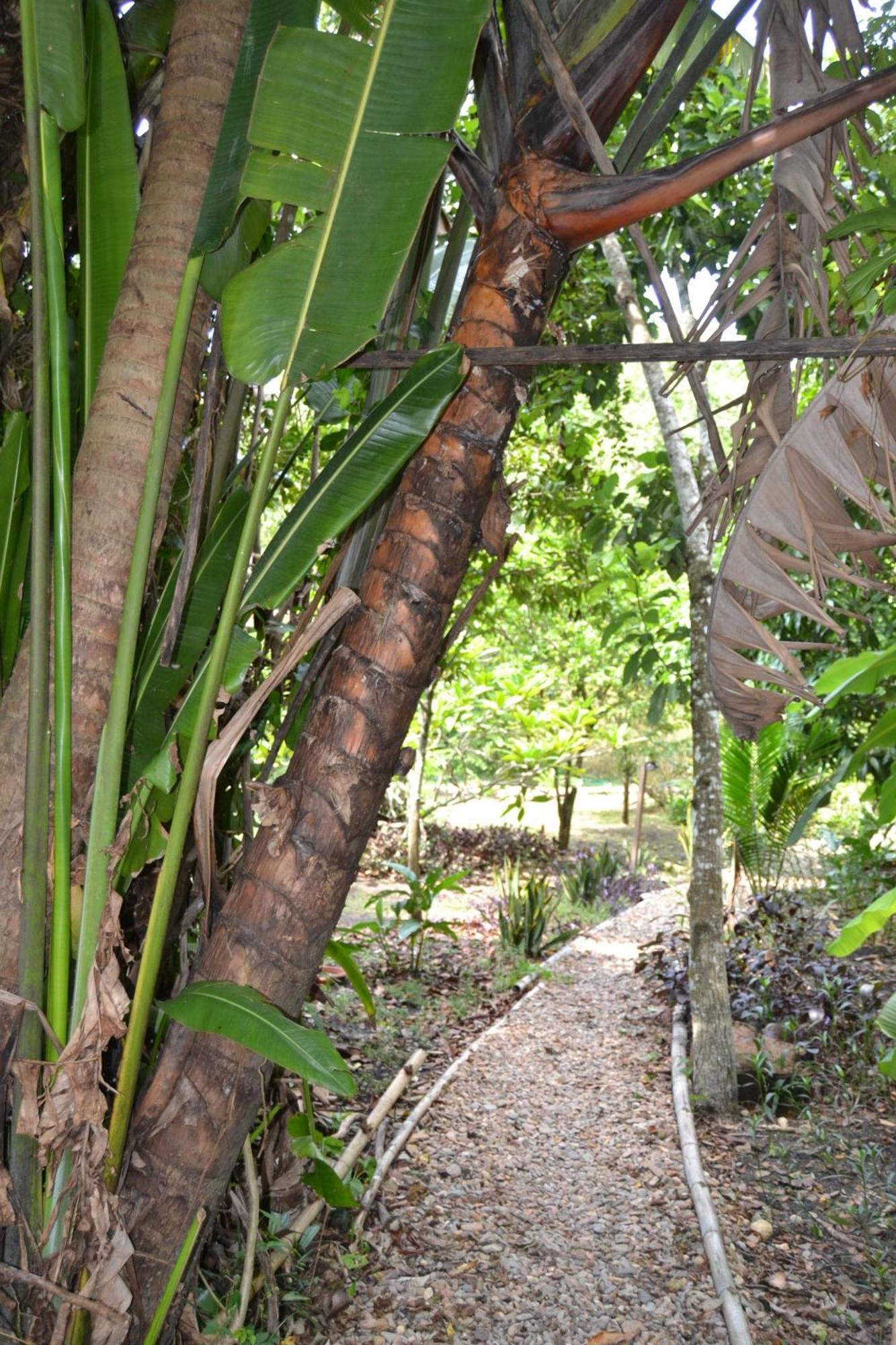 Iguana Roost Tourism Gold Standard Fully Equipped Two Bedroom Cabin 圣伊格纳西奥 外观 照片